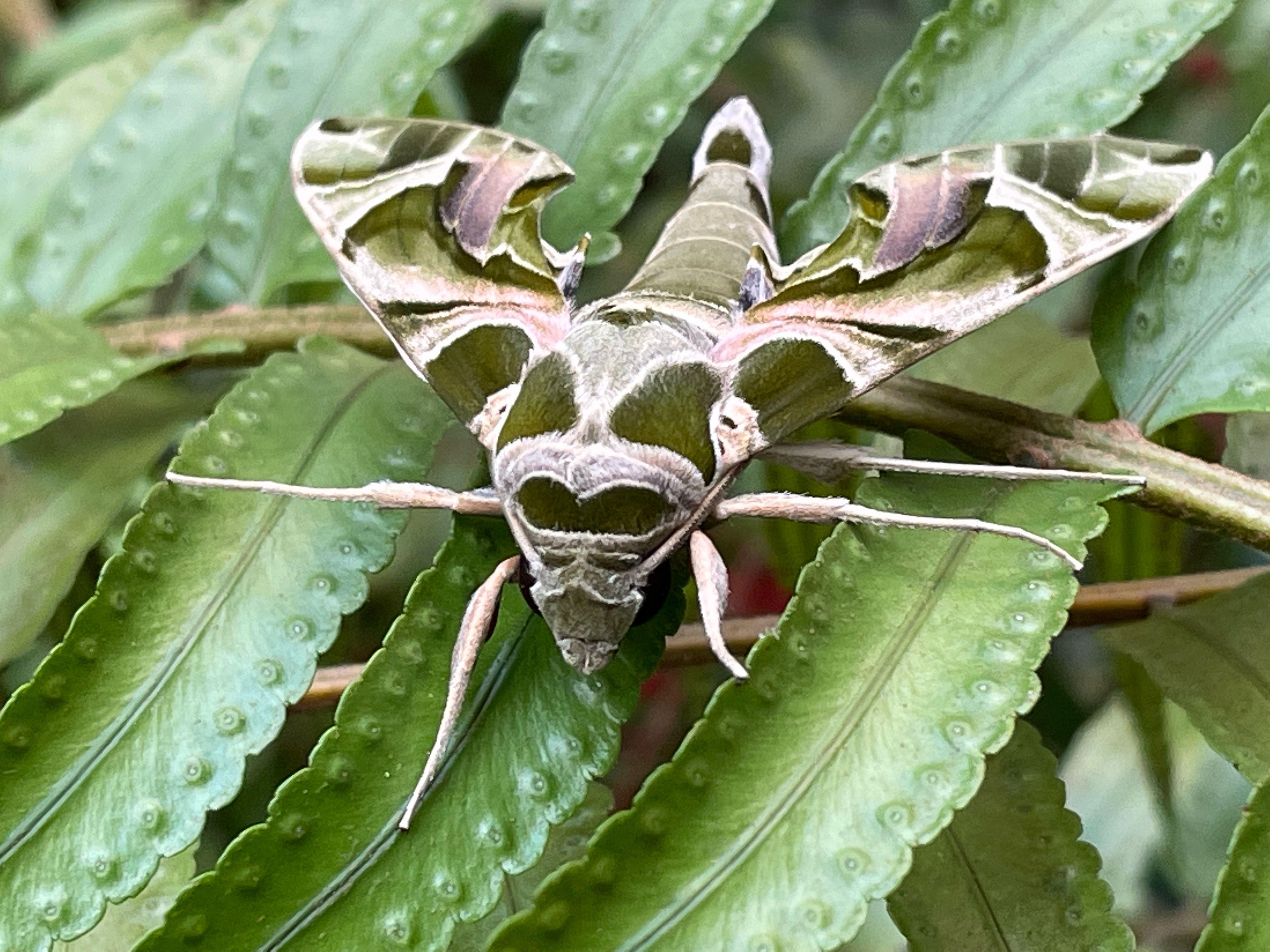 Oleander hawk moth(newly emerged)