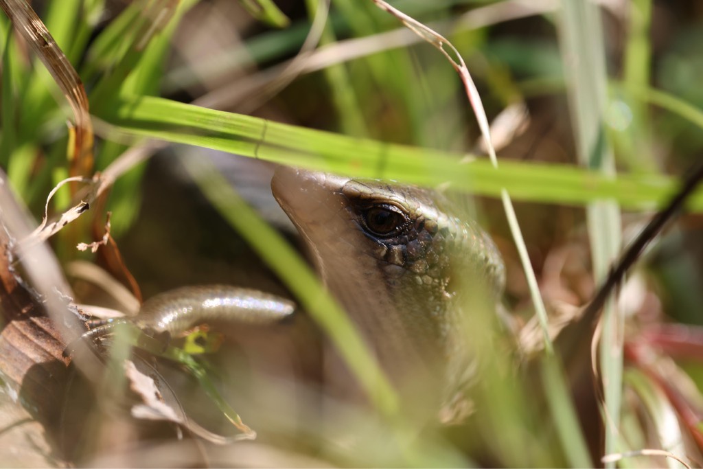 Many-lined sun skink