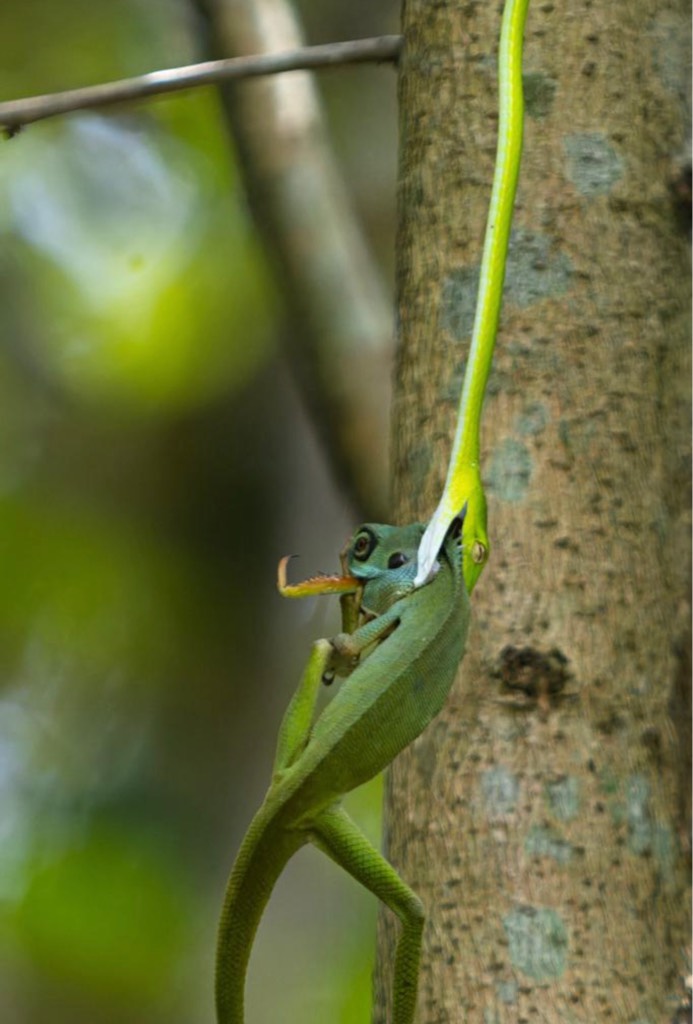 Green crested lizard