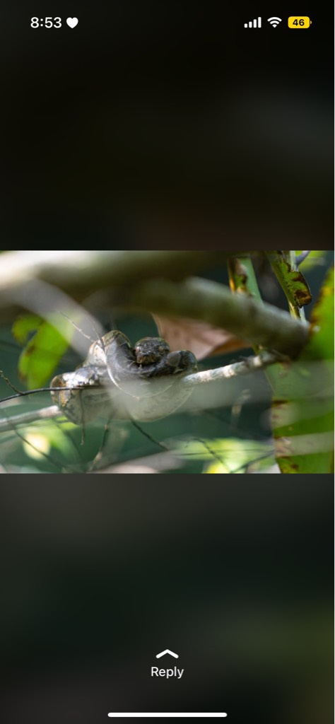 Reticulated python