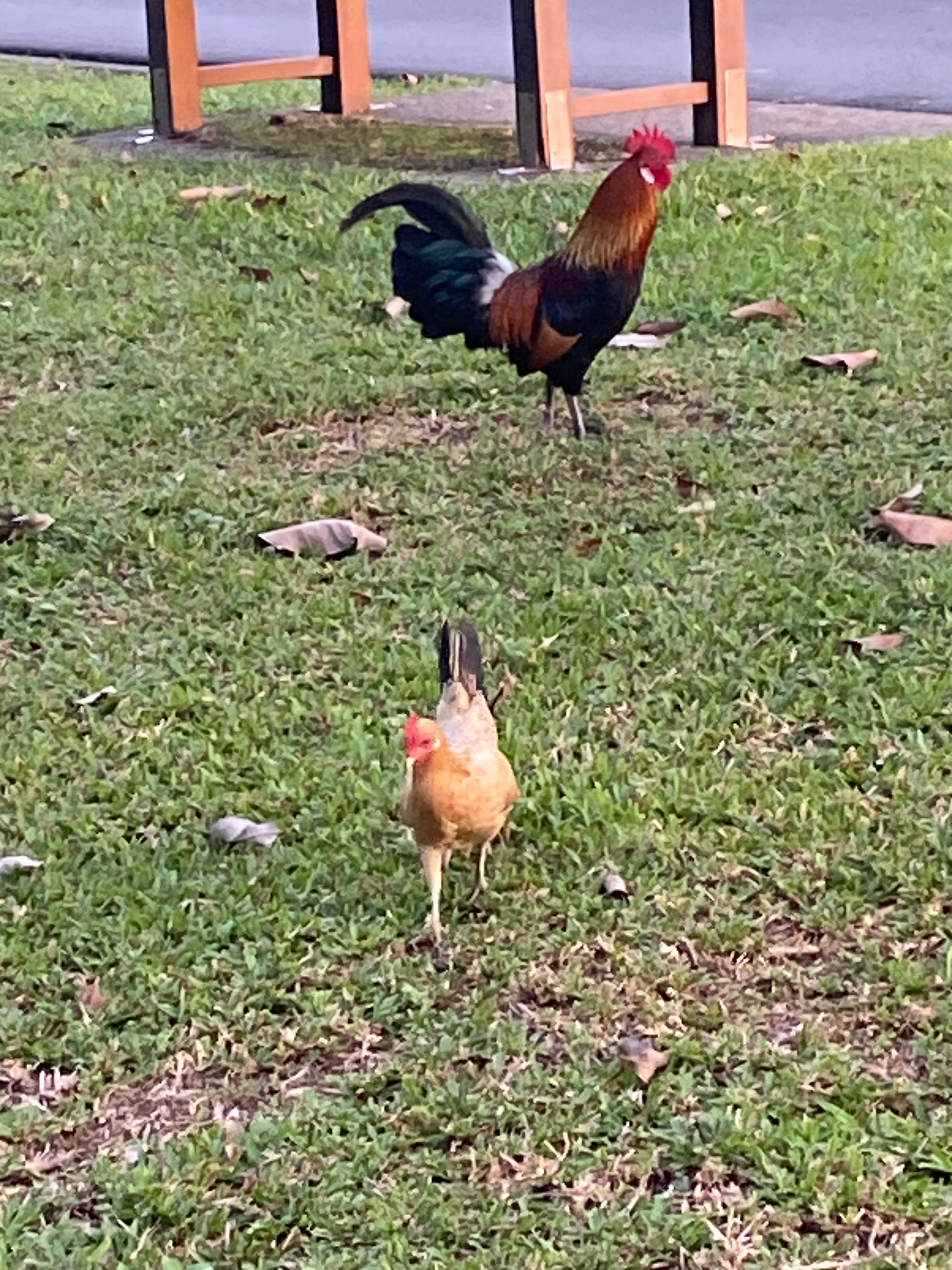 Red jungle fowl - Biodiversity and Environment Database System