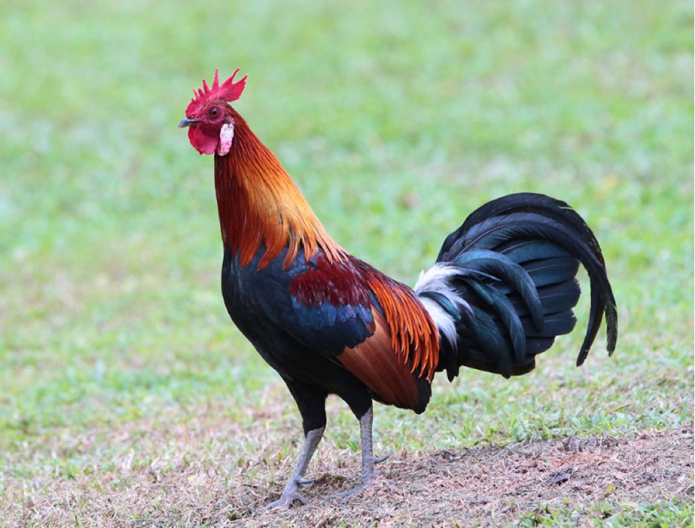 Red jungle fowl - Biodiversity and Environment Database System