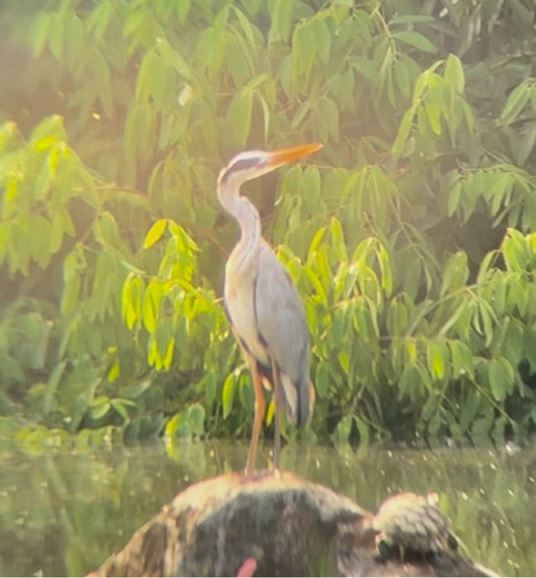 Grey heron