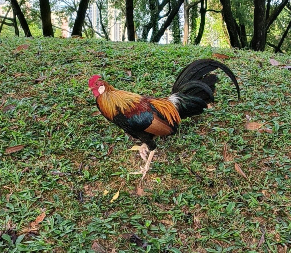 Red junglefowl