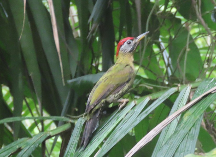 Laced woodpecker