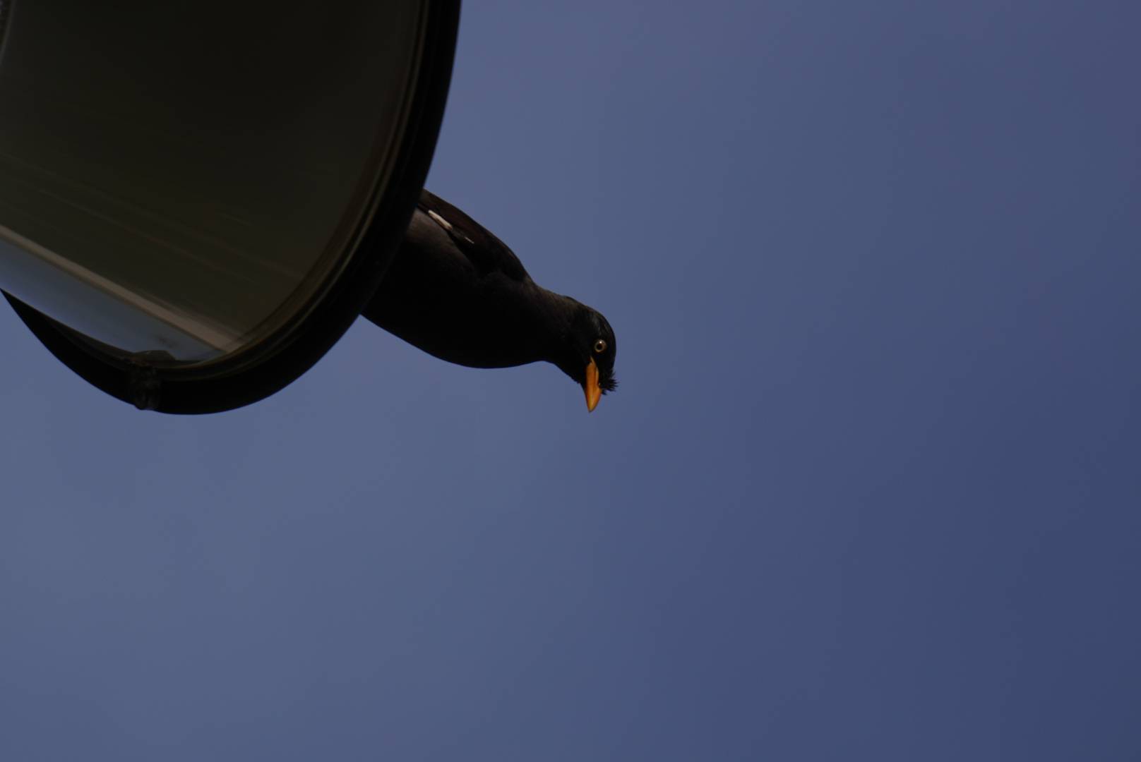 Javan myna