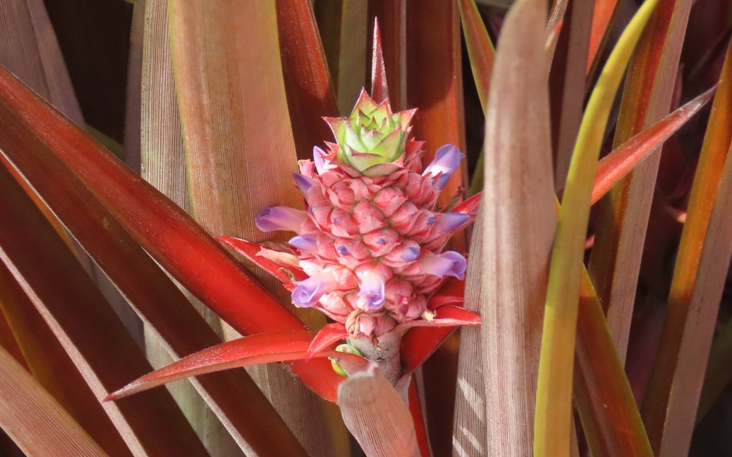 Red spineless pineapple