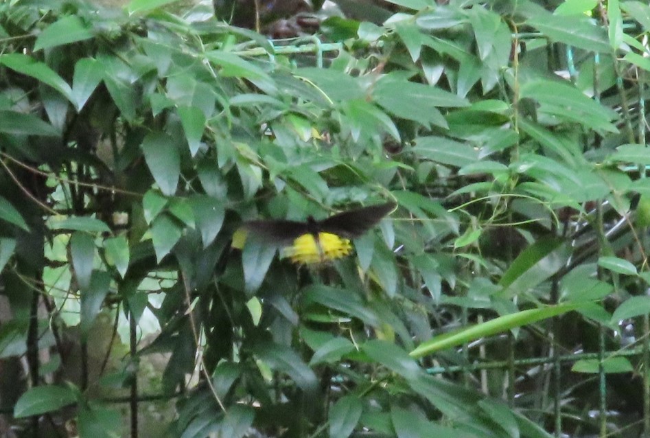 Common birdwing