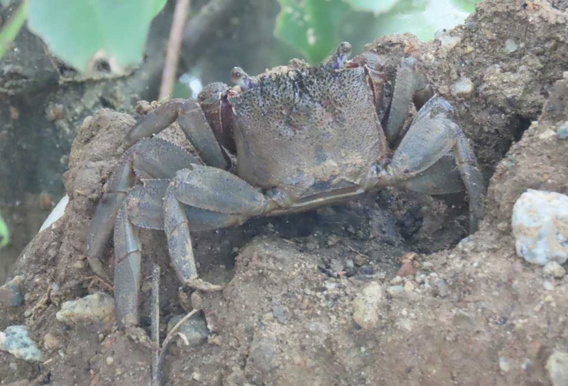 Mangrove crab? (Episesarma mederi?) Biology Diagrams