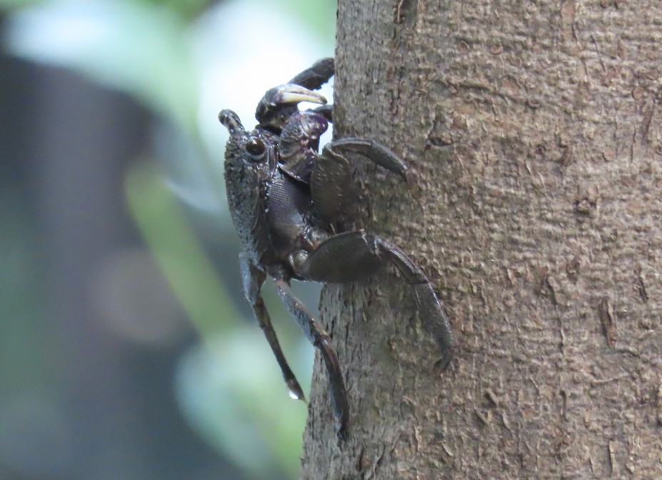 Tree climbing crab