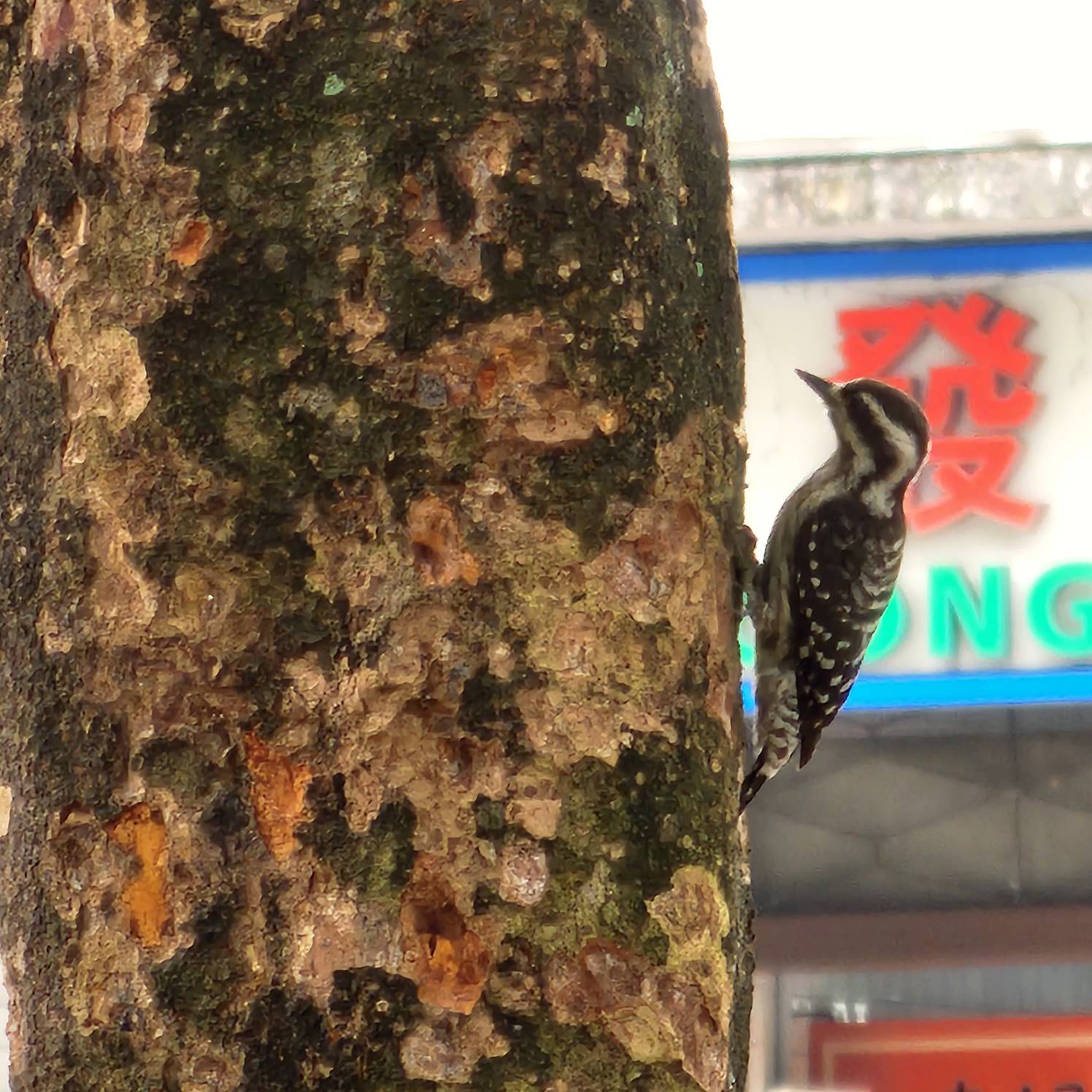 Sunda pygmy woodpecker