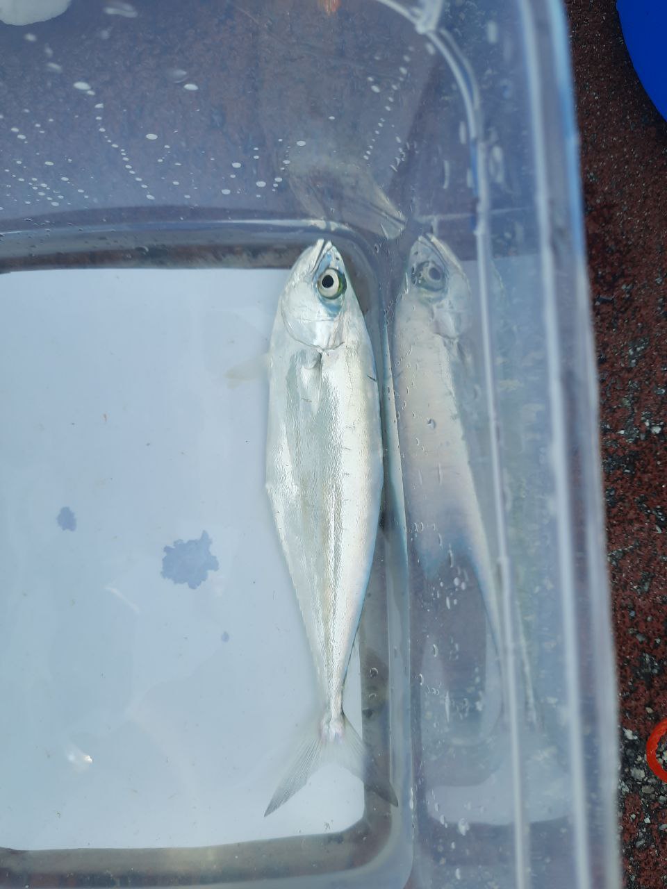 Needlescale queenfish tol) Biodiversity and Environment