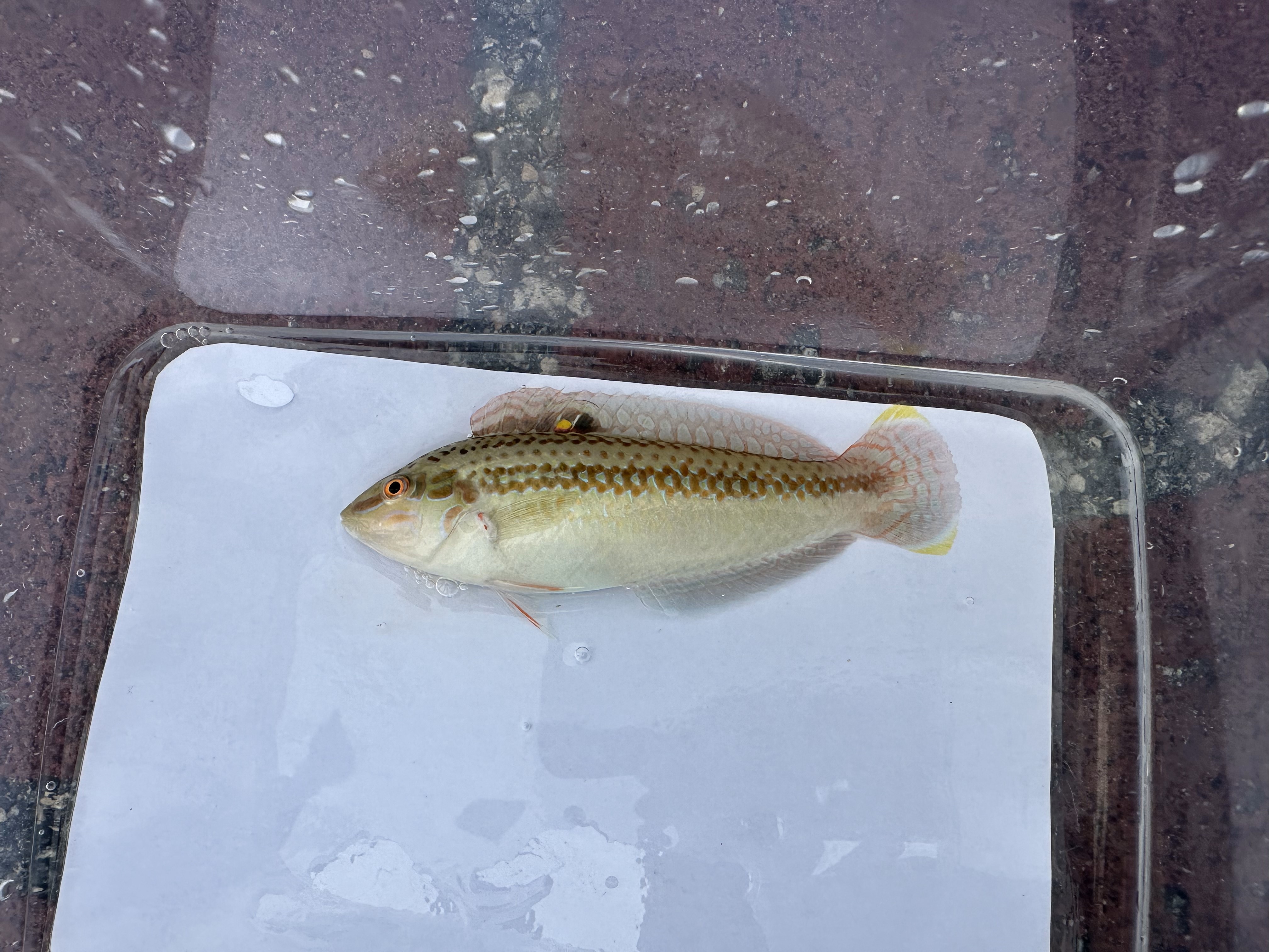 Brown-stripe wrasse