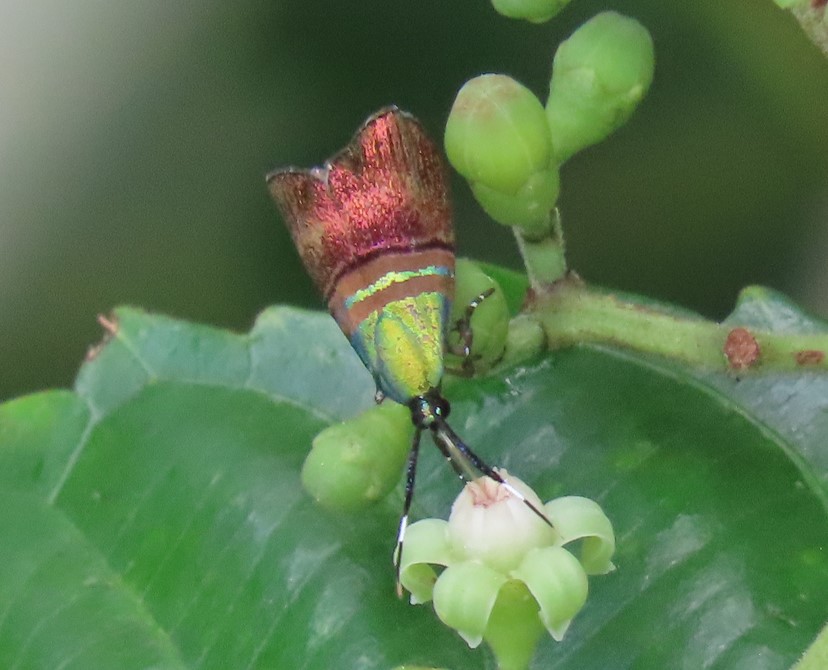 Metalmark moth