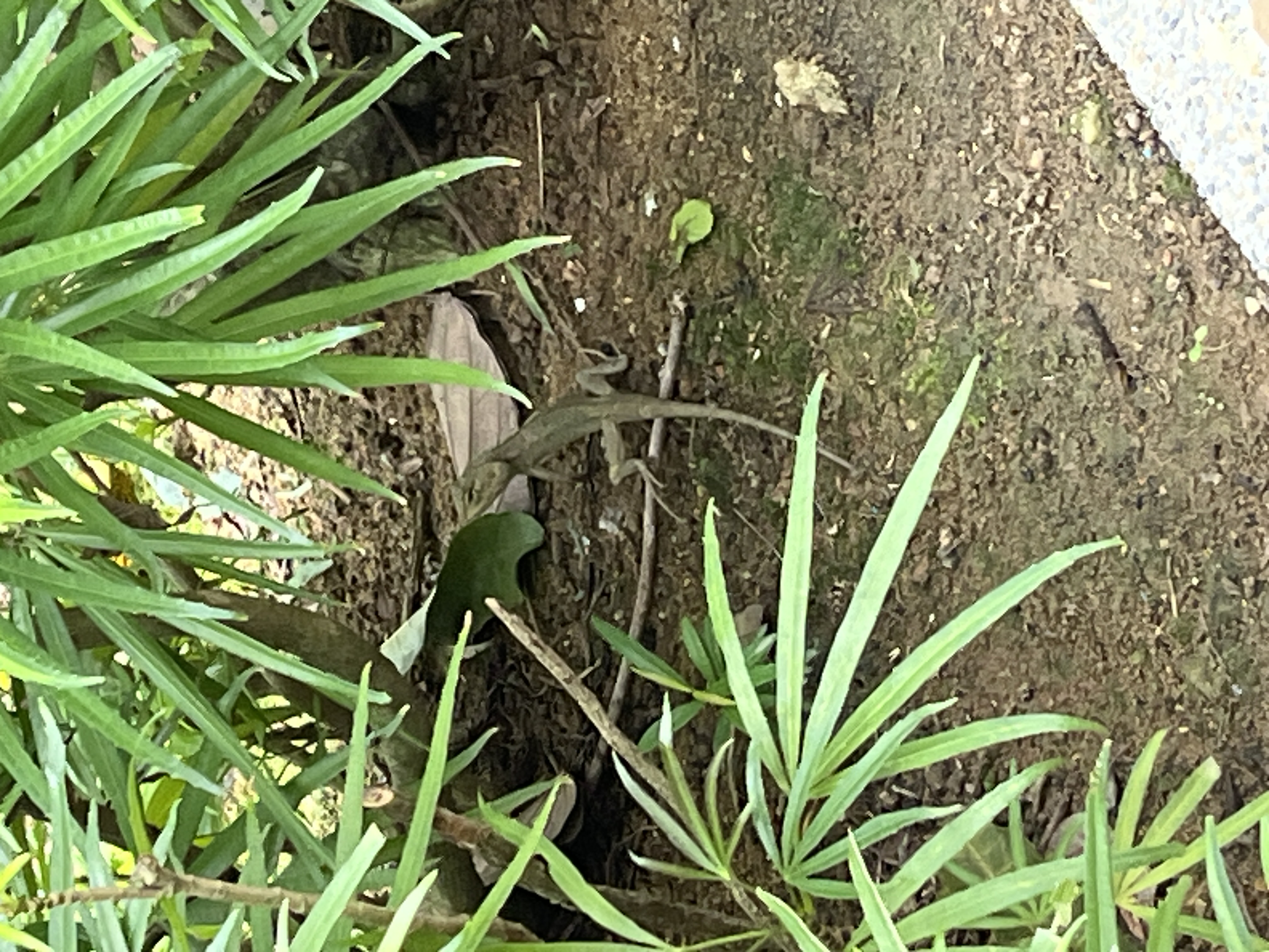 Changeable lizard (Calotes versicolor) - Biodiversity and Environment ...