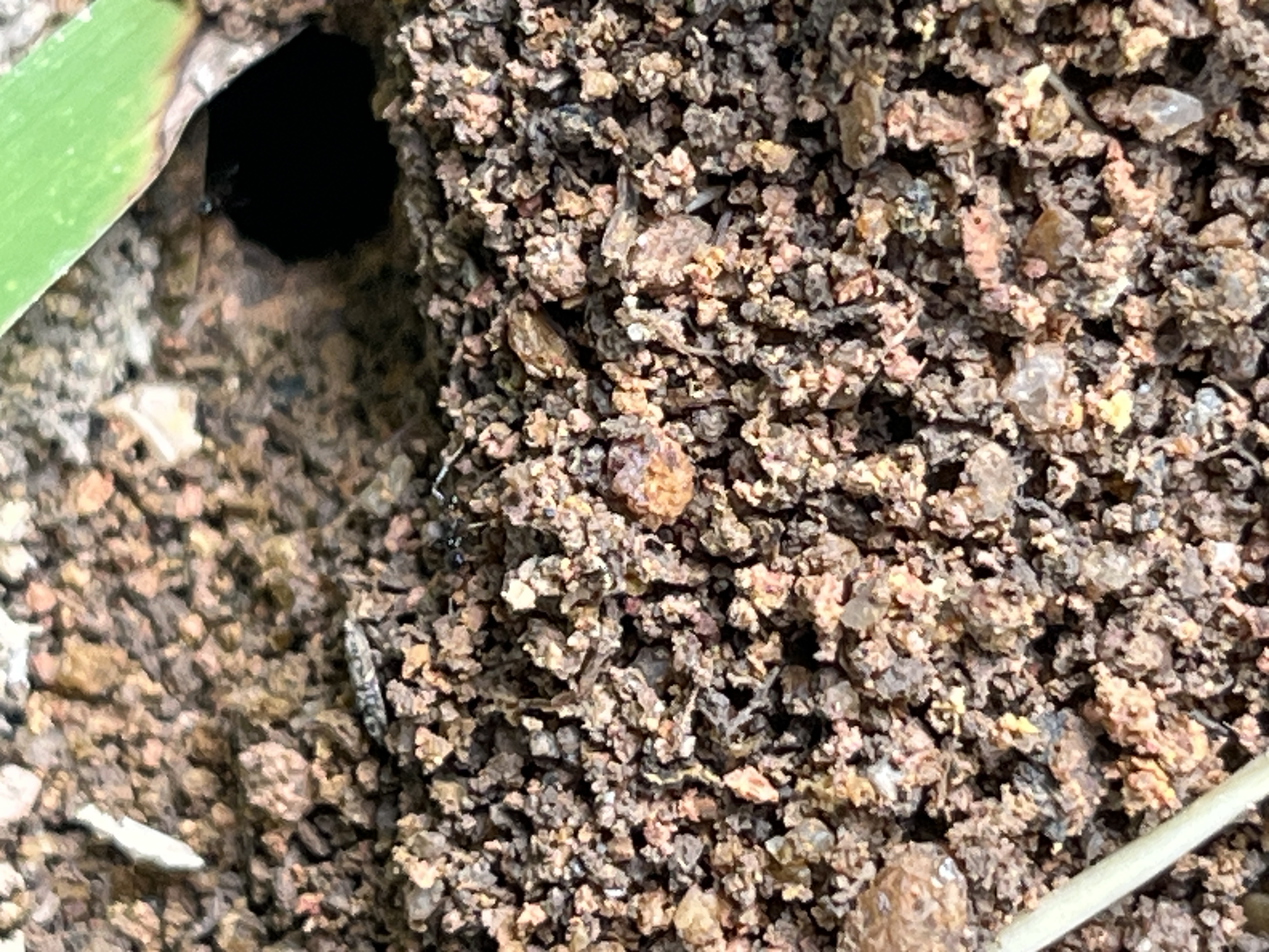 Asian marauder ant