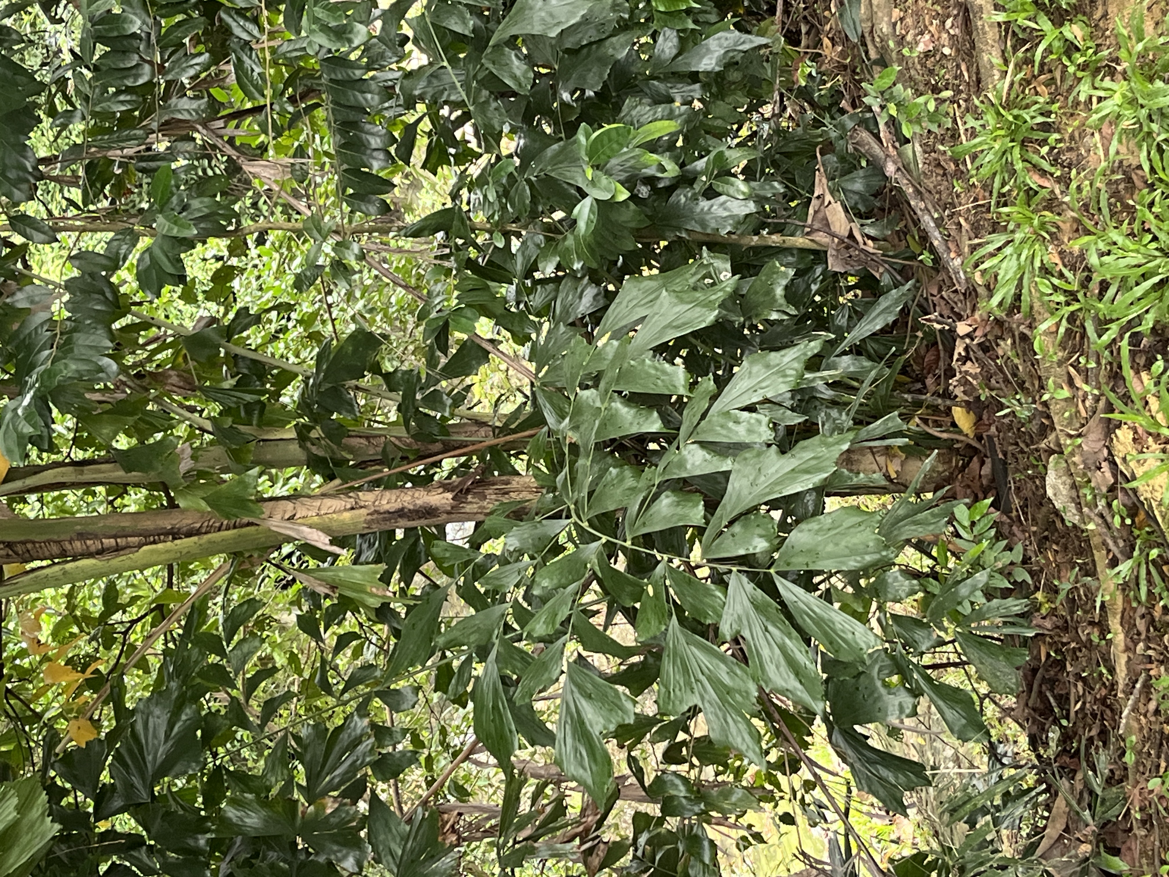 Burmese fishtail palm