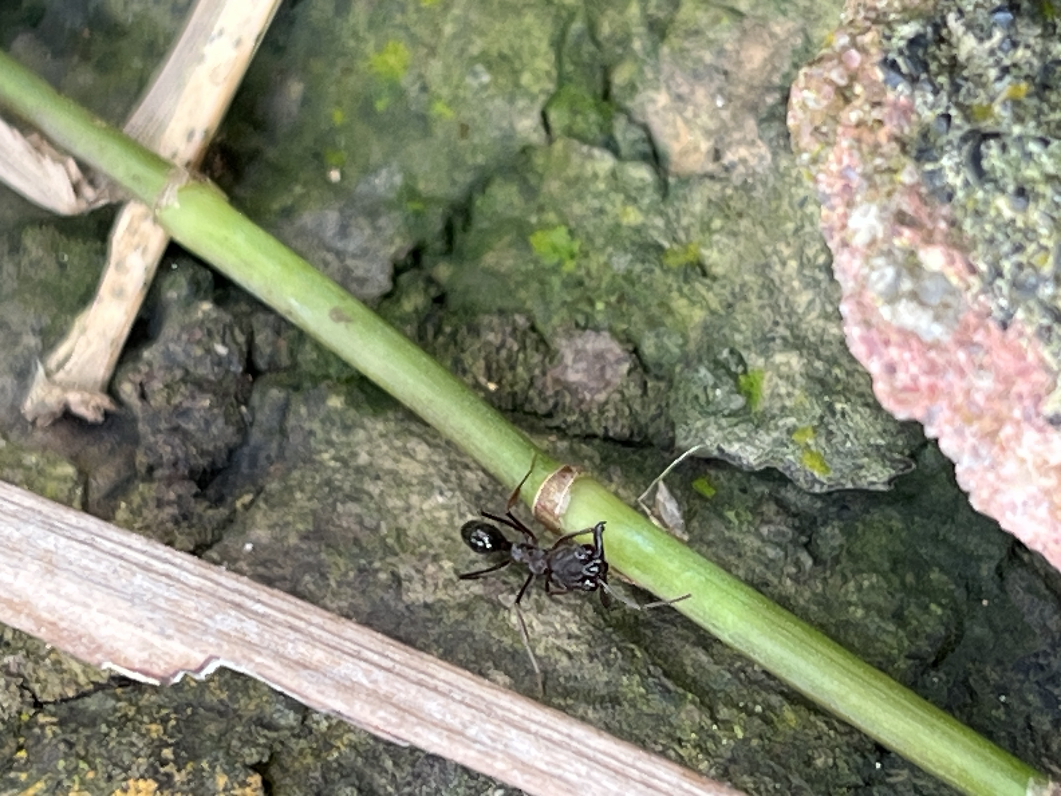 Common oriental trap-jaw ant