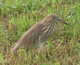 Pond heron sp.