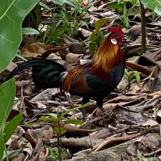 Red junglefowl 