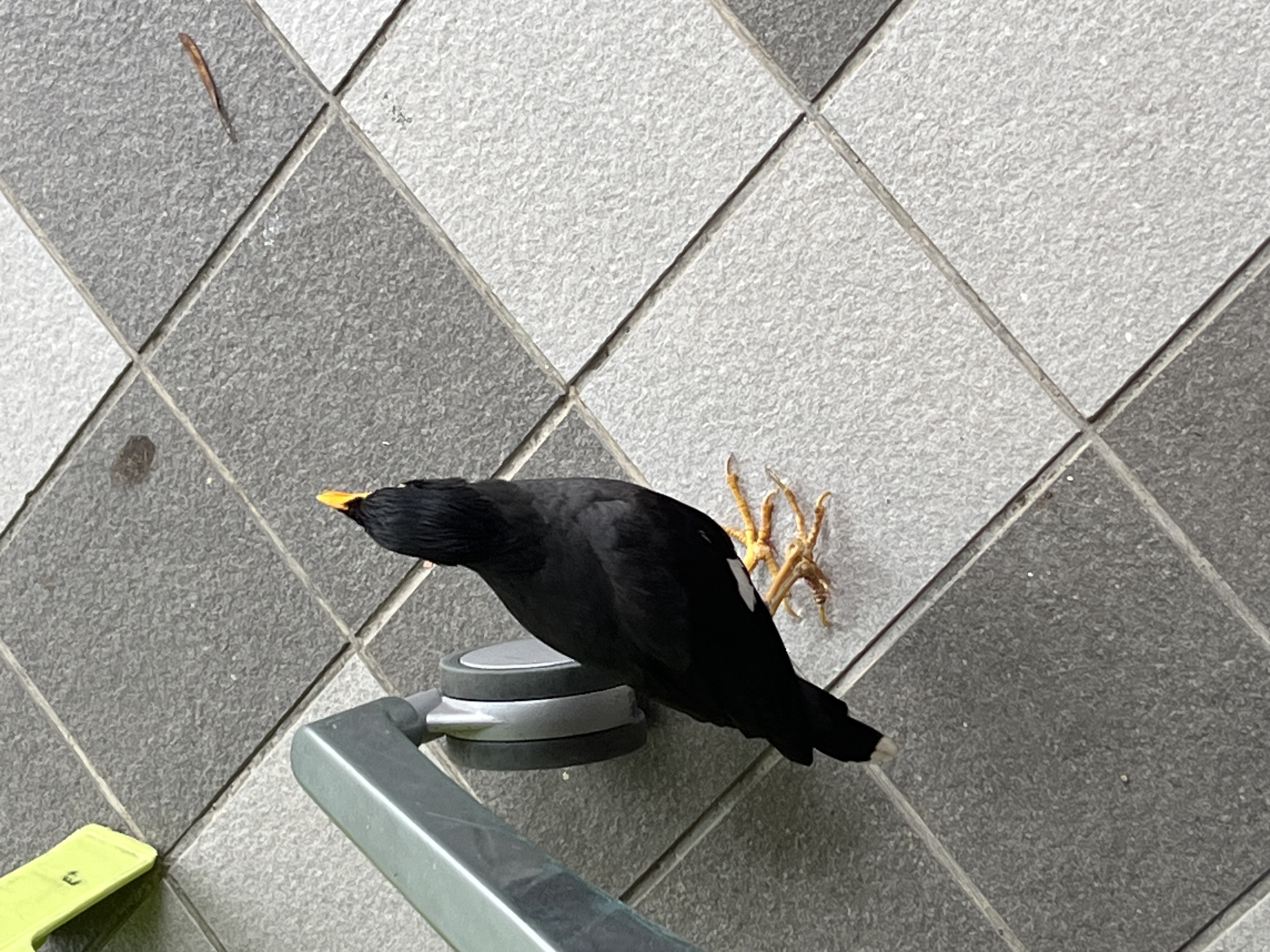 Javan myna 