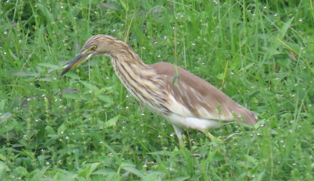 Pond heron sp.