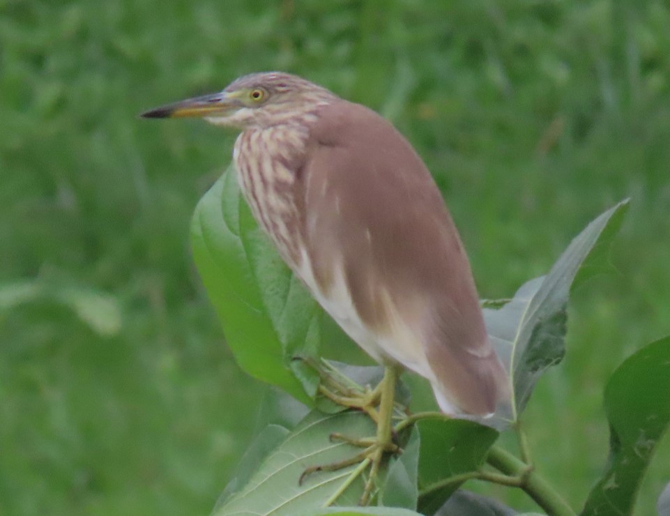 Pond heron sp.