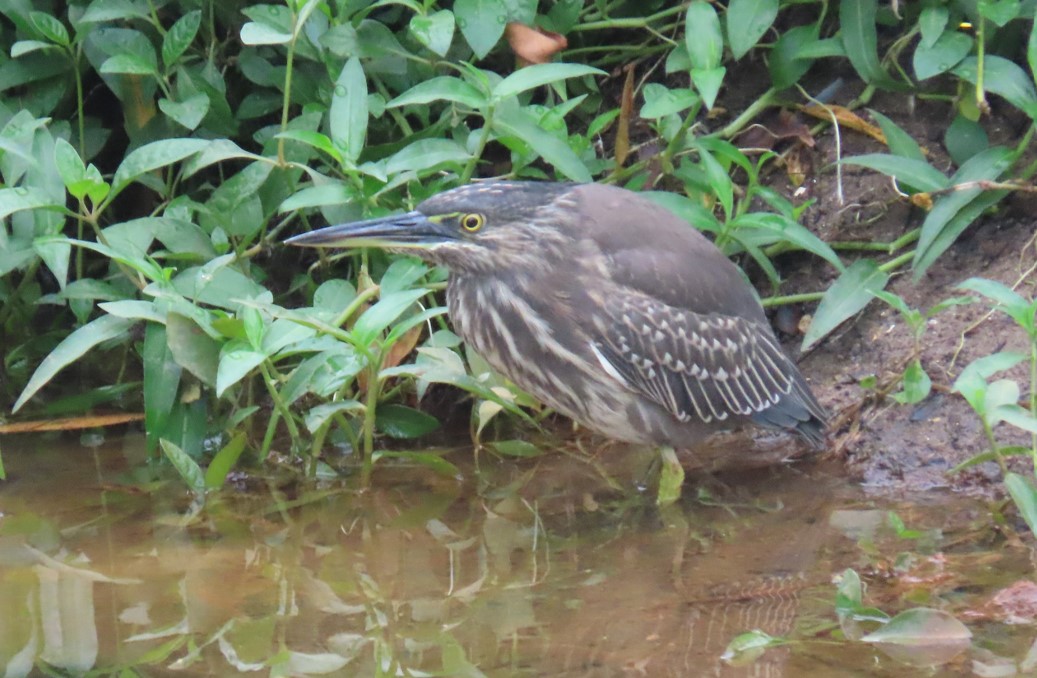 Striated heron