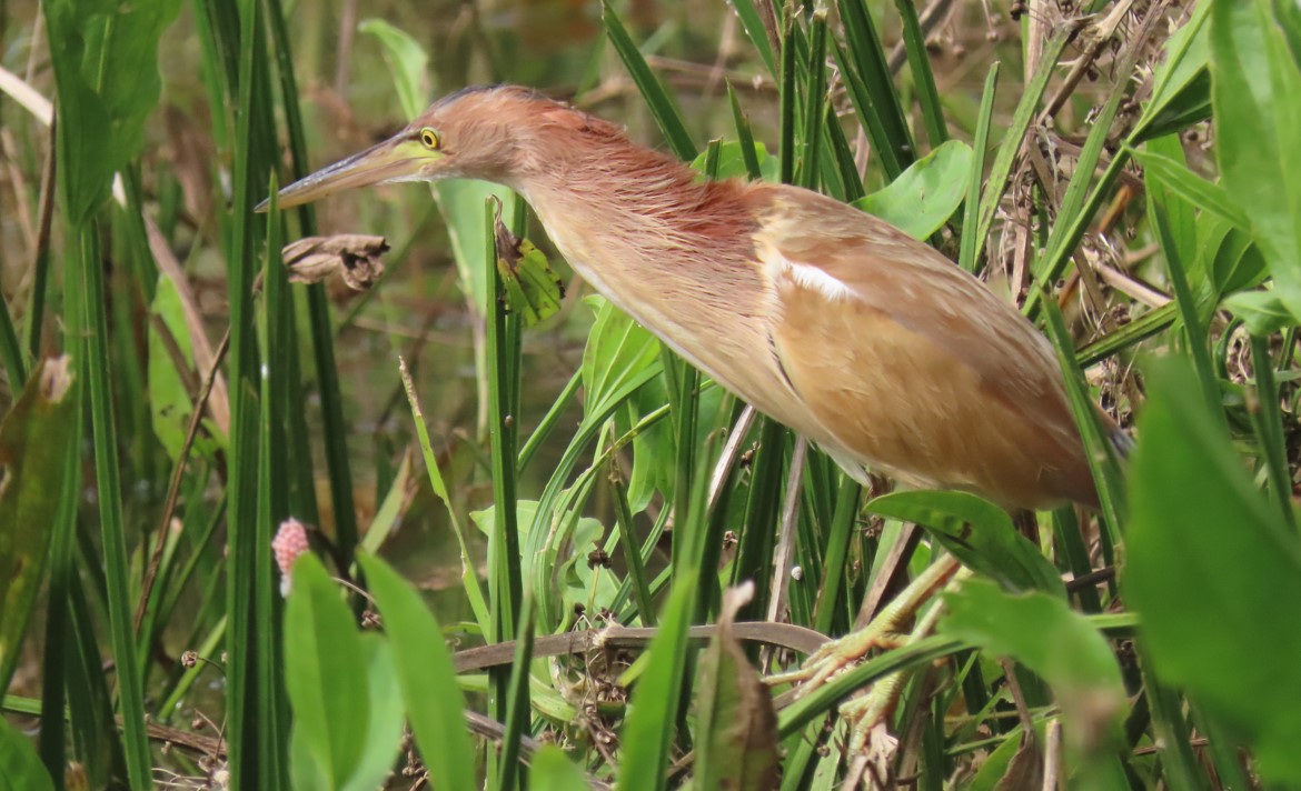 Yellow bittern