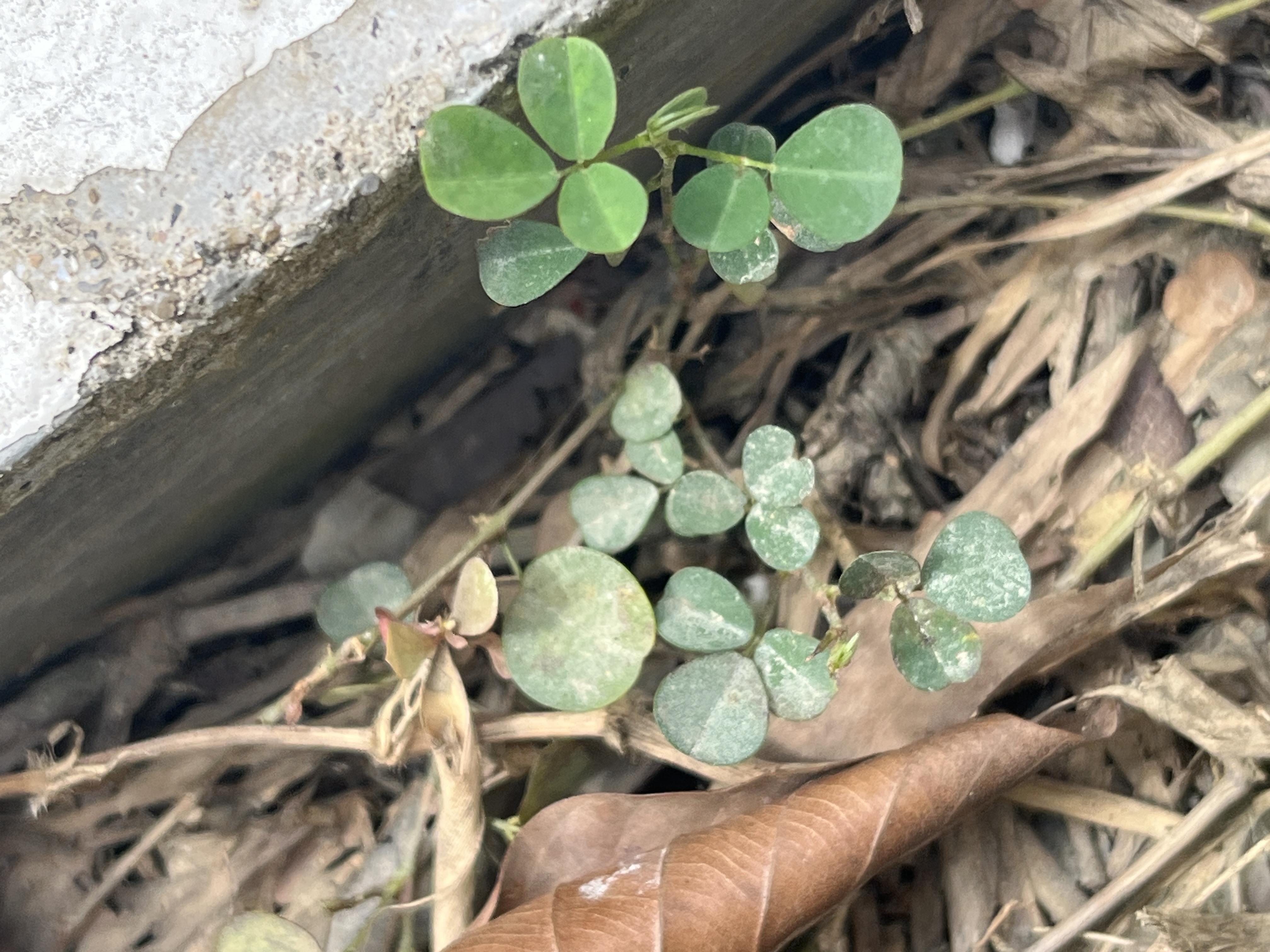 Creeping tick trefoil 