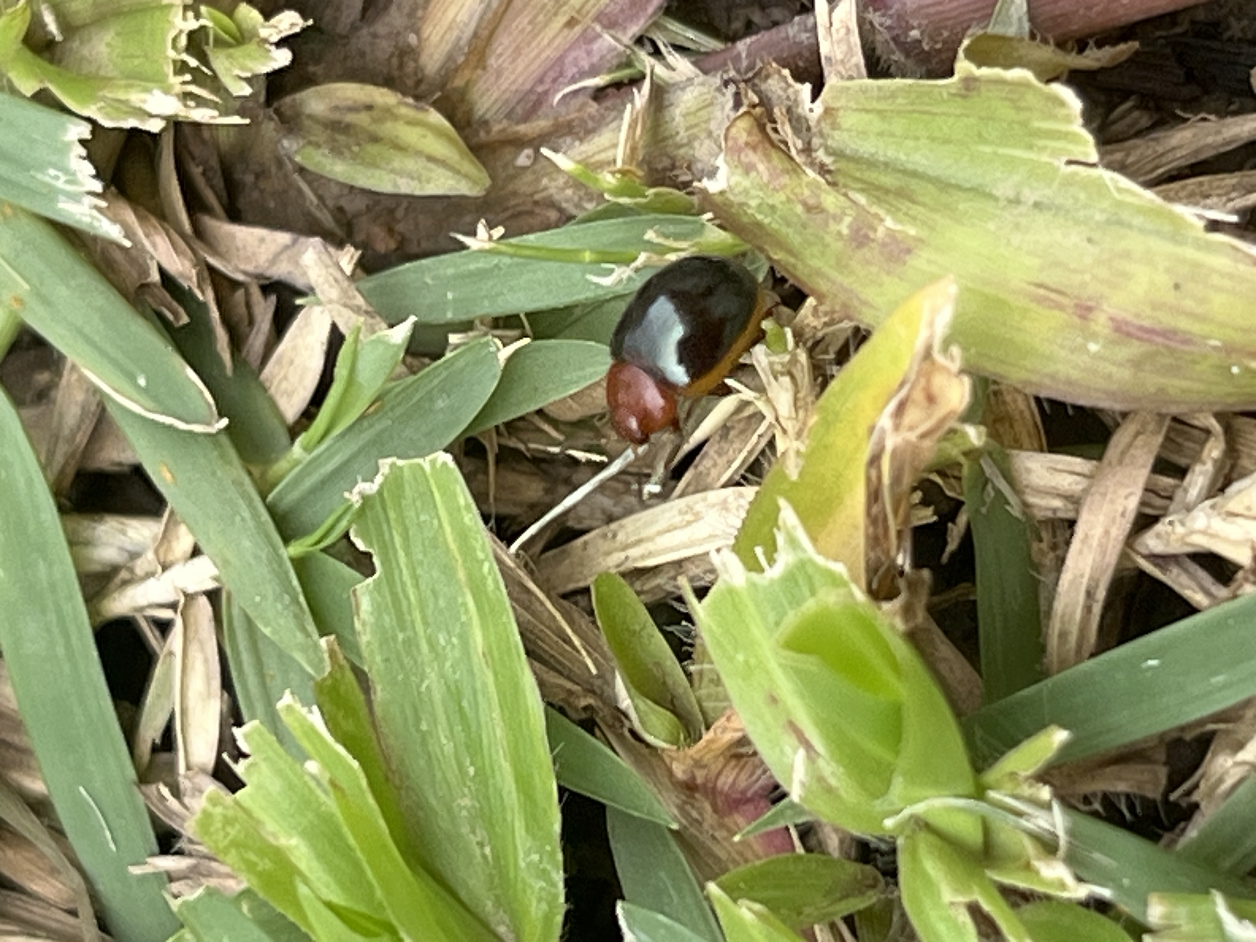 Soybean leaf beetle (Phaedonia inclusa) - Biodiversity and Environment ...