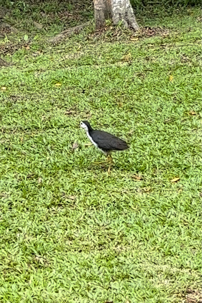 White-breasted waterhen 