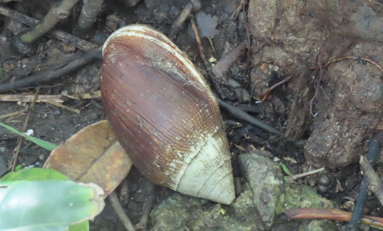 Belongkeng snail 