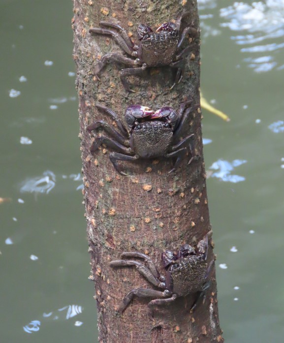 Mangrove tree climbing crab