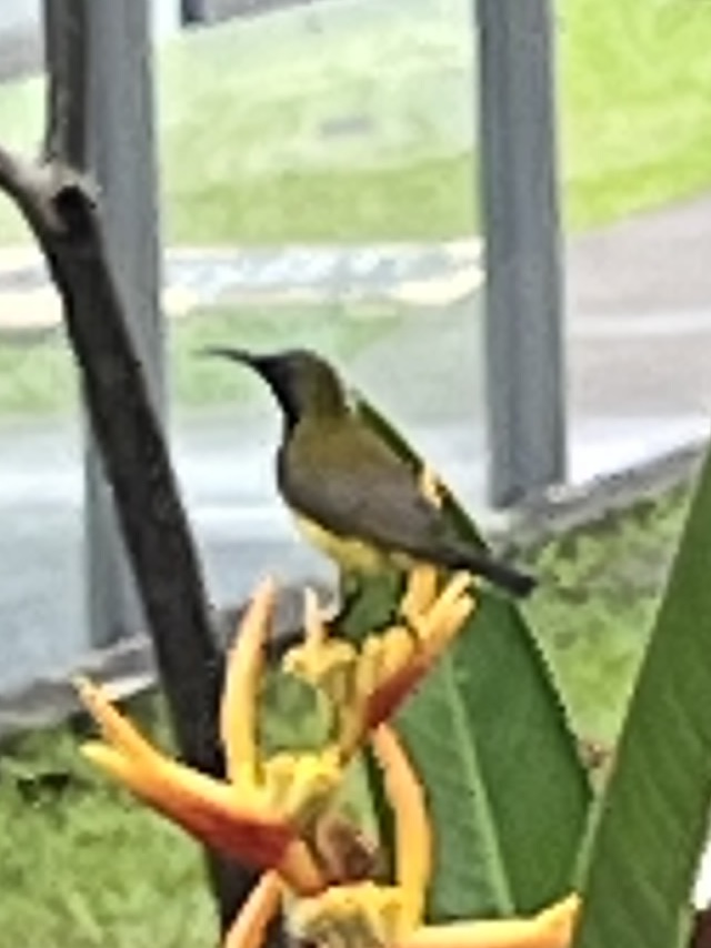 Ornate sunbird 
