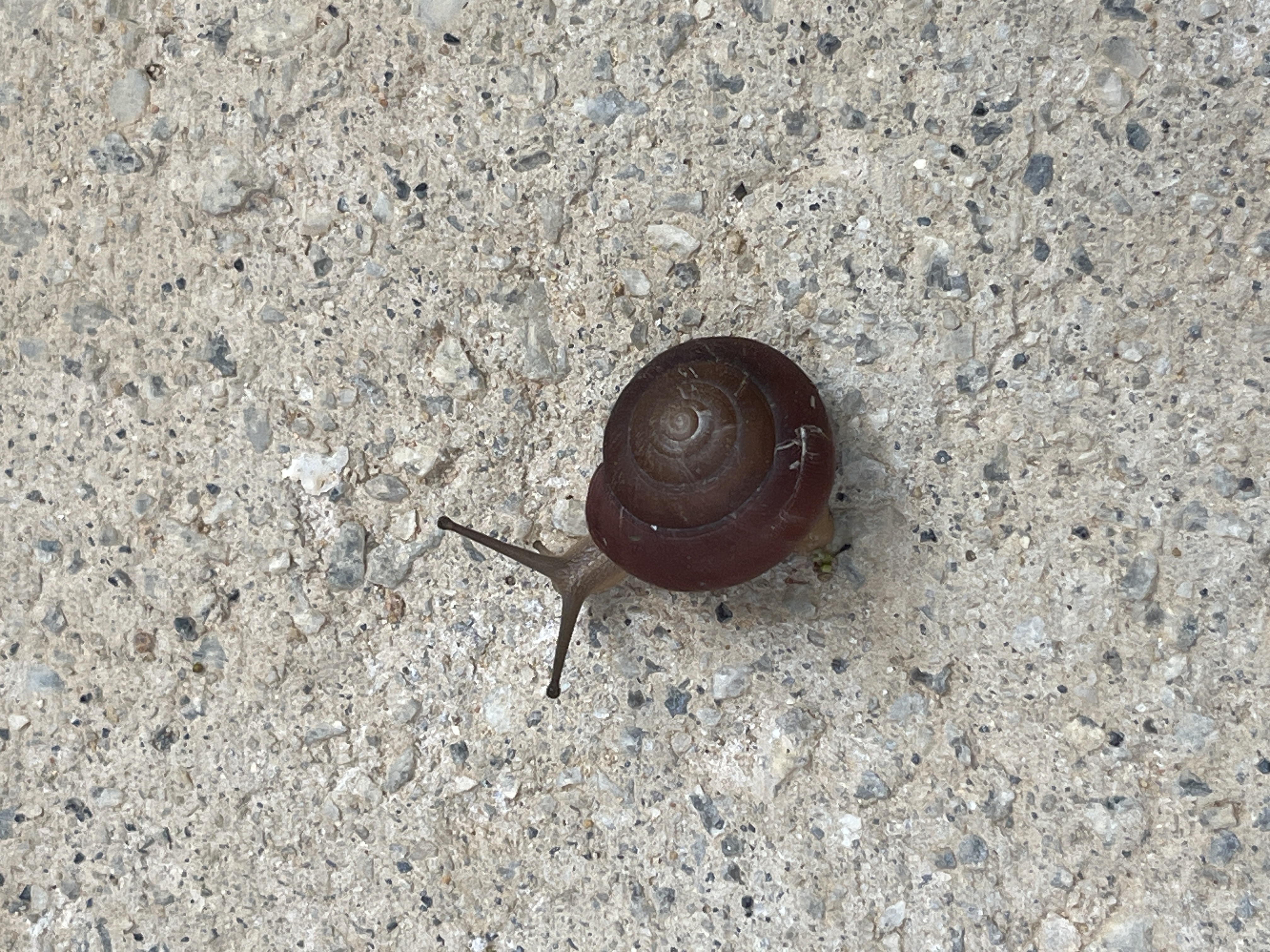 Blinking snail 