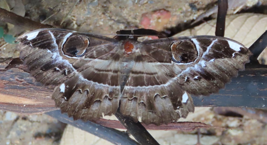Devil's eye moth