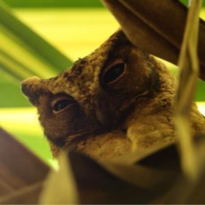 Sunda scops owl