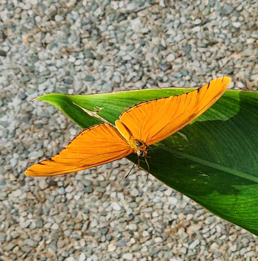 Orange julia heliconian butterfly