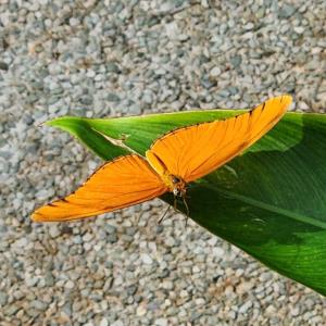 Orange julia heliconian butterfly