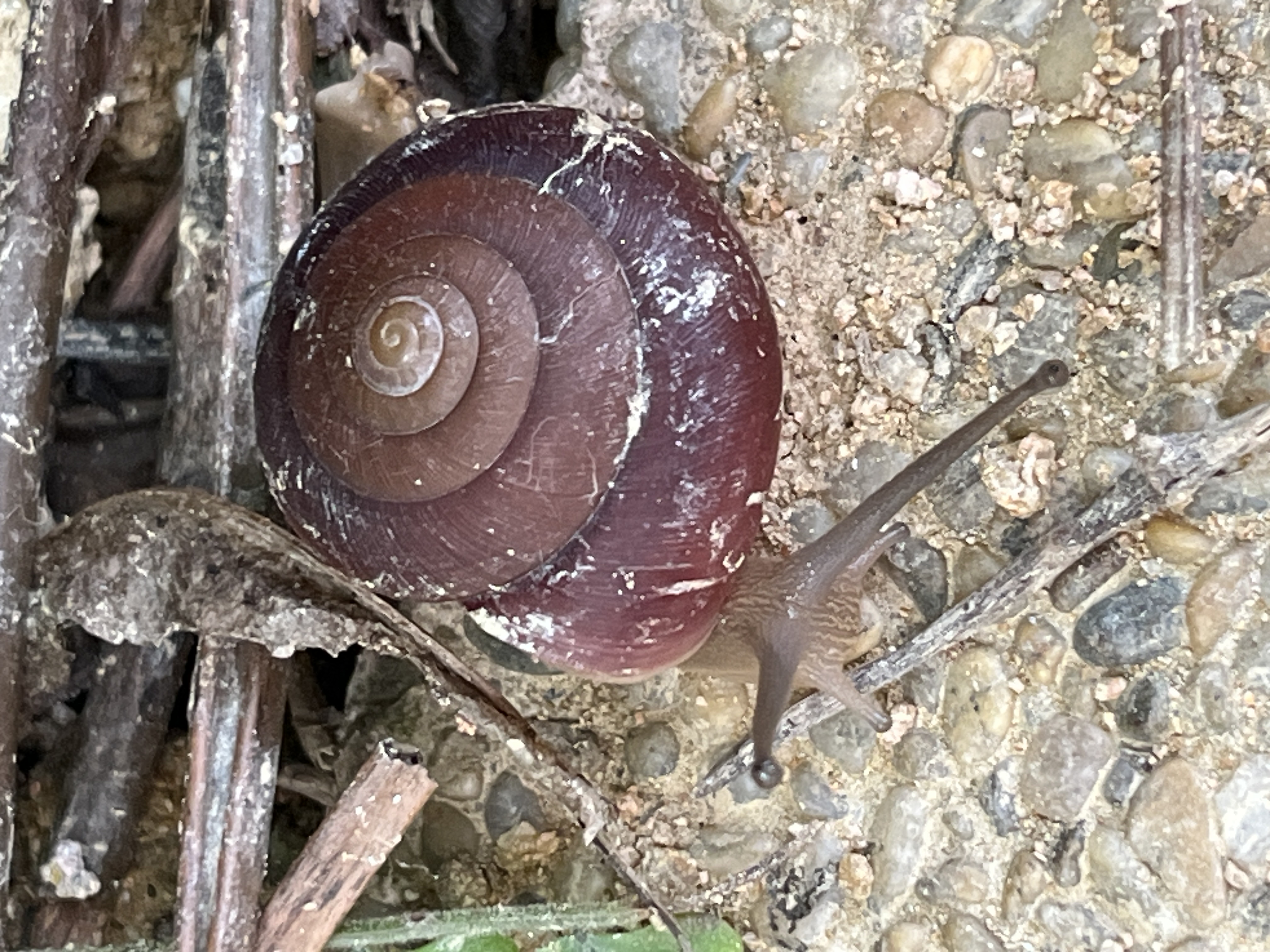 Blinking snail 