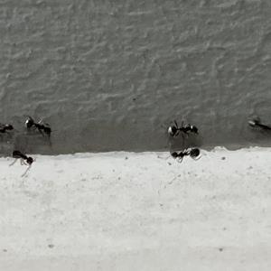 Cocoa black ant
