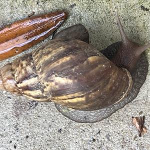 African giant snail 