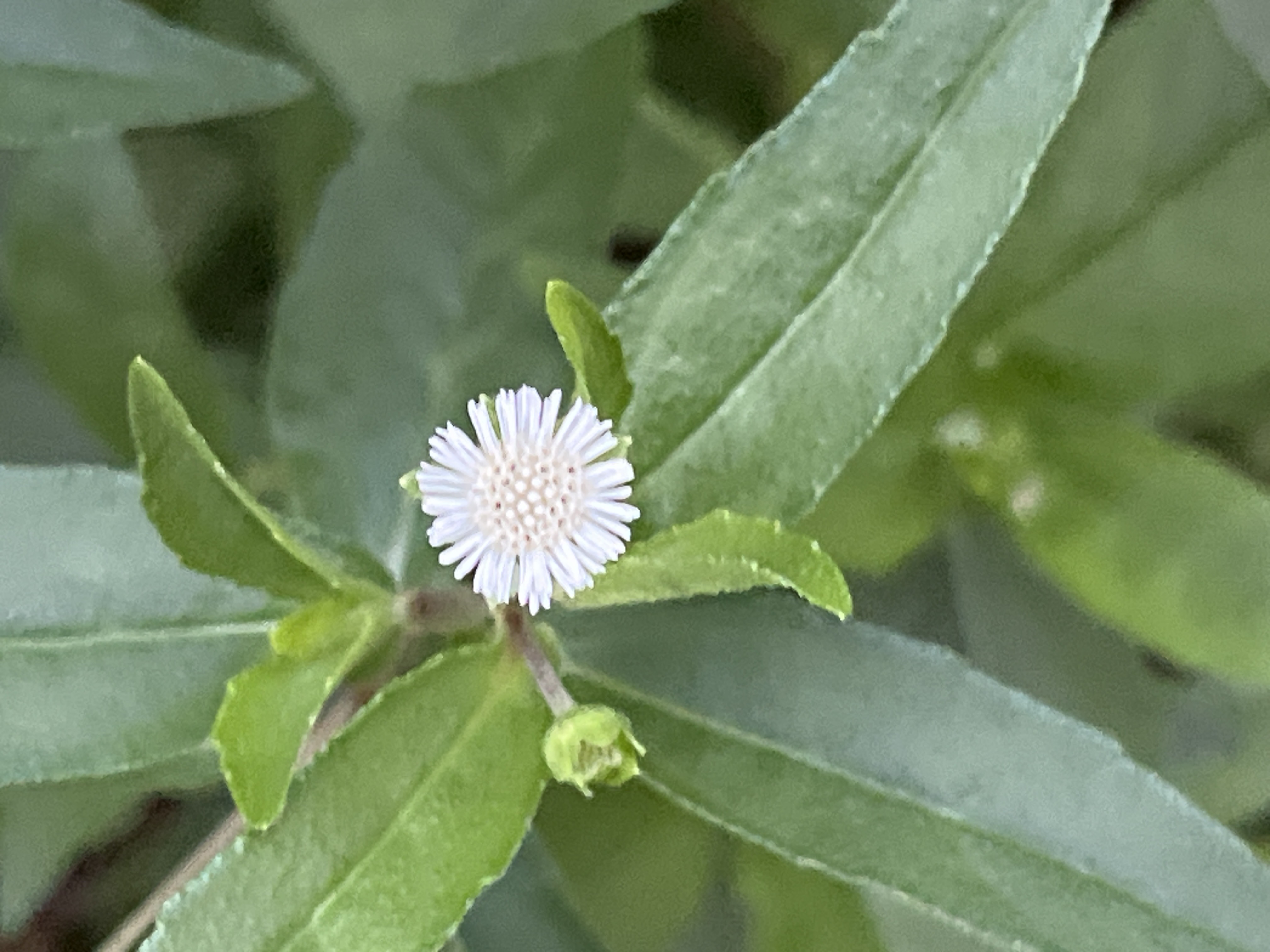 False daisy