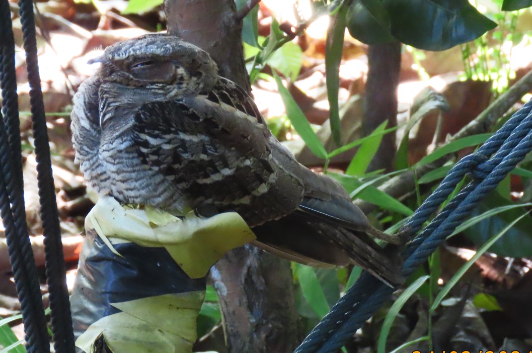 Large-tailed nightjar 