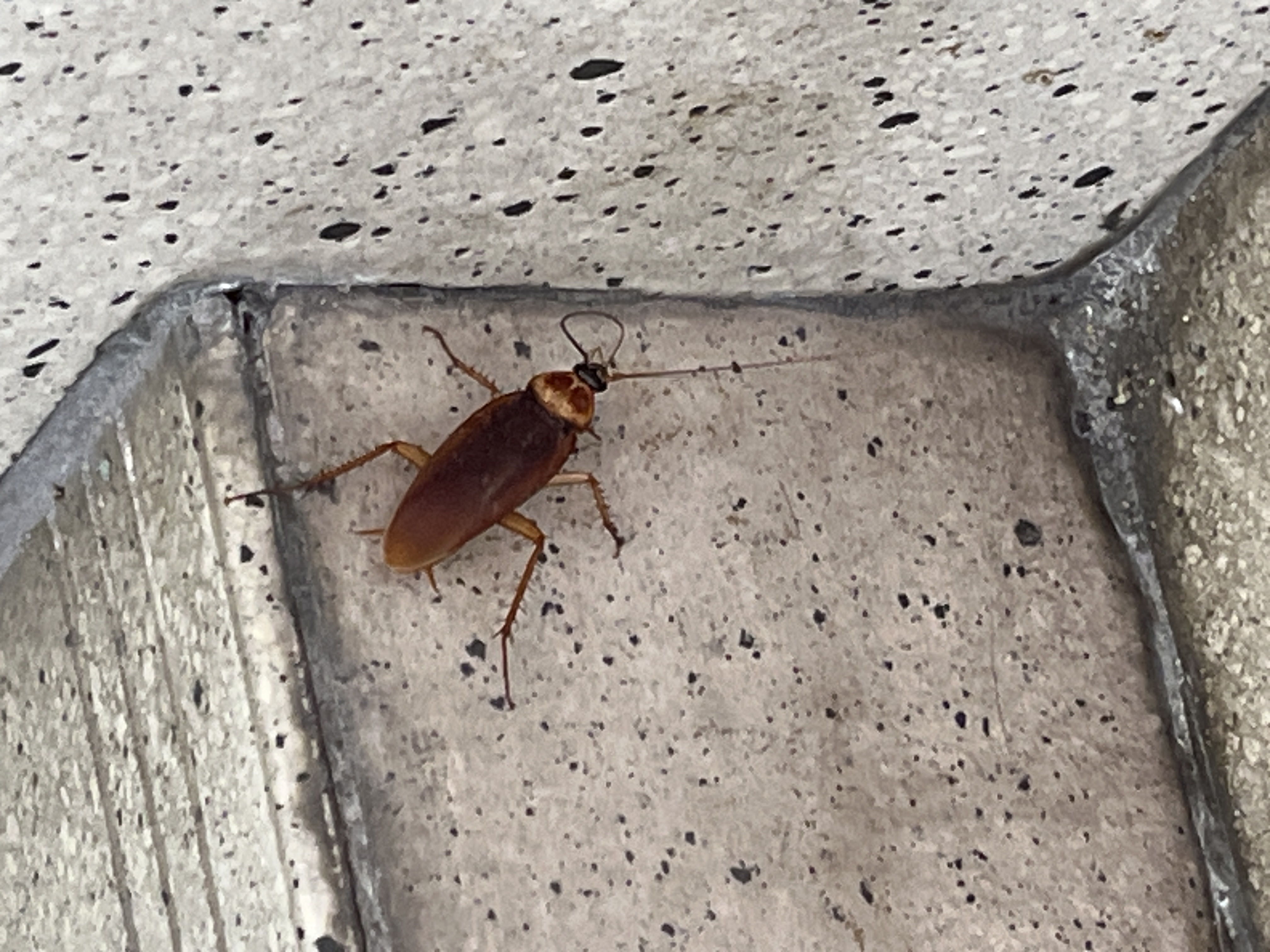 American cockroach 