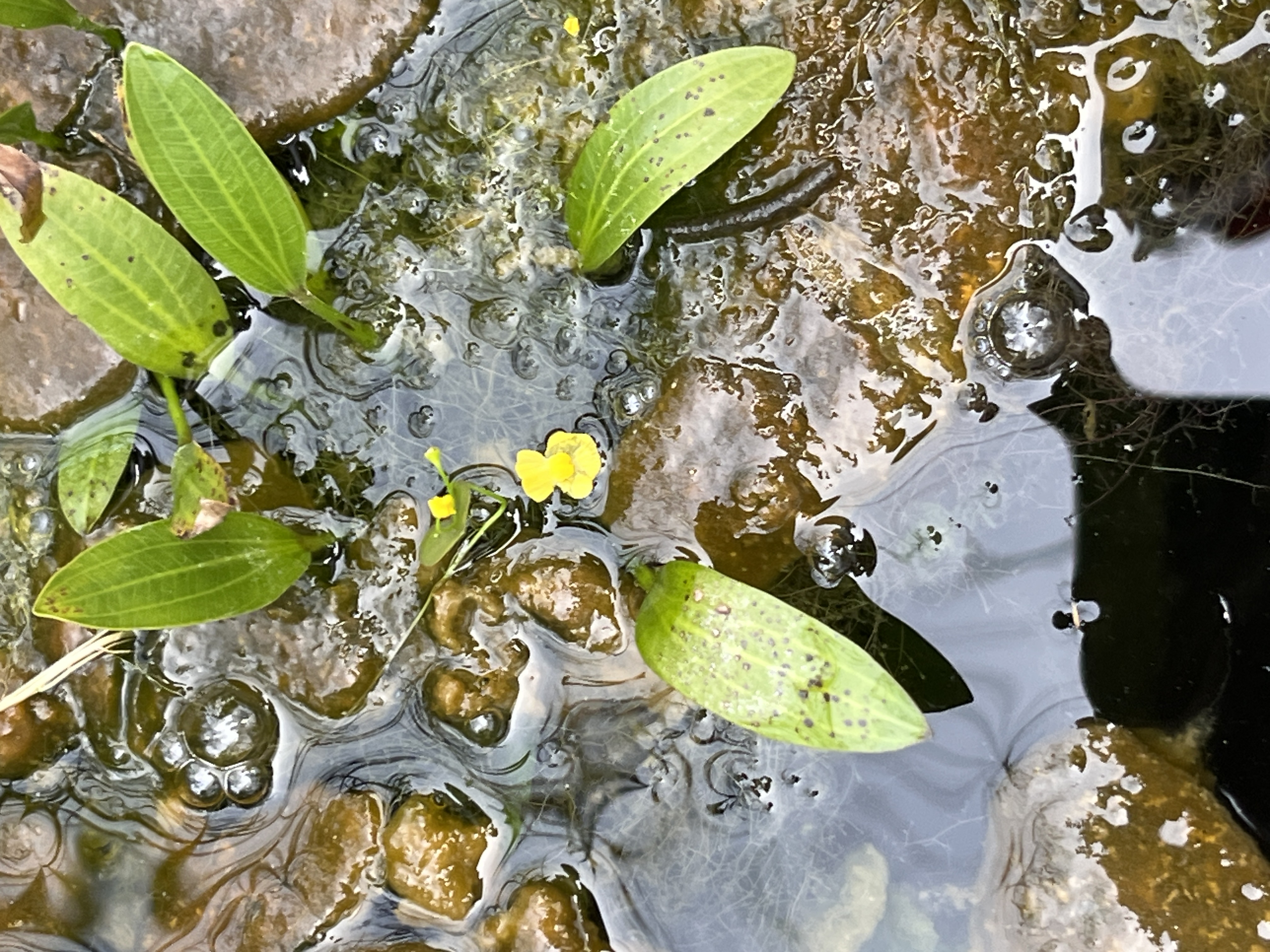 Humped bladderwort