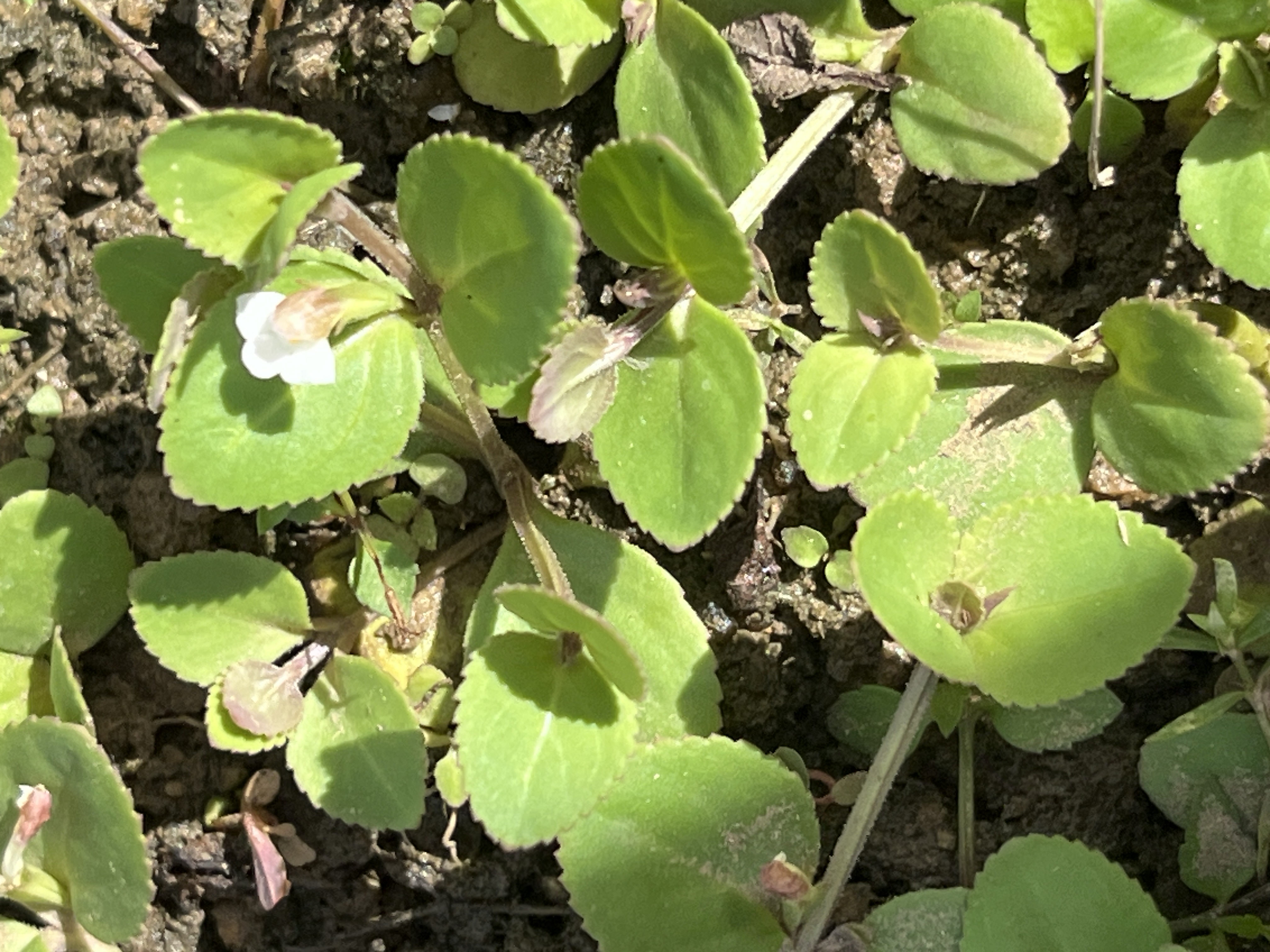 Spreading false pimpernel 