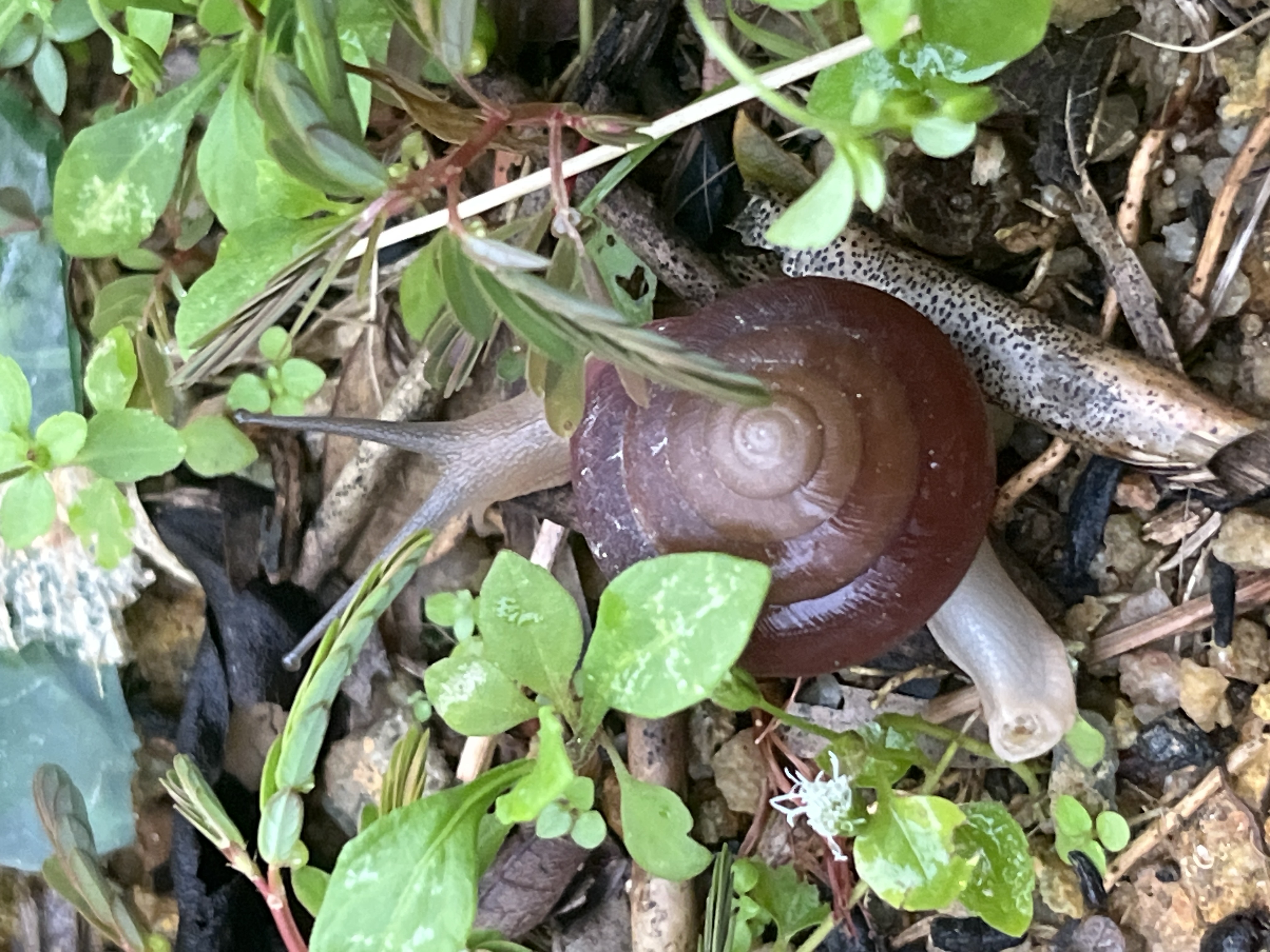 Blinking snail 