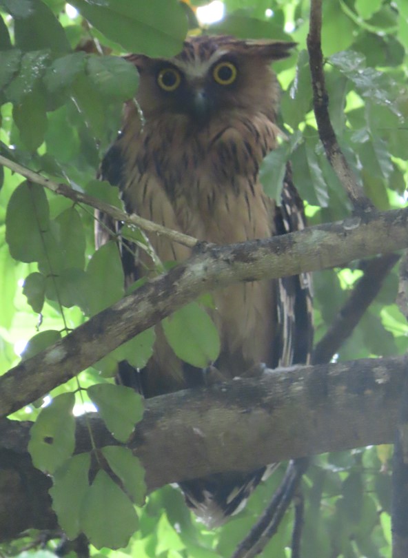 Buffy fish owl